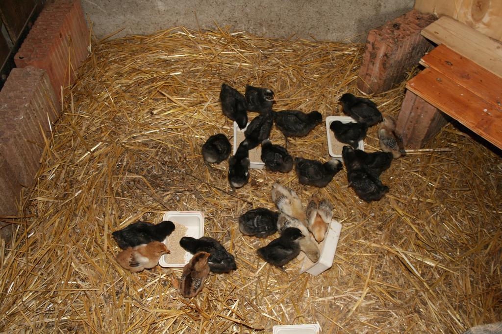 Pilisborosjenő Malomdulo Farmhazゲストハウス エクステリア 写真