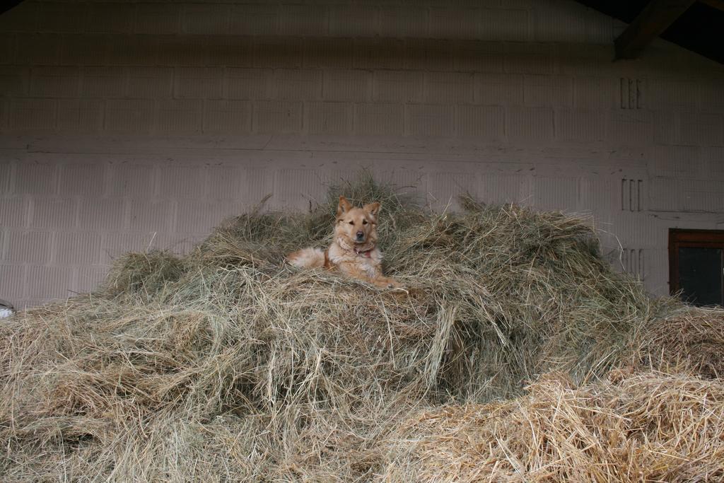 Pilisborosjenő Malomdulo Farmhazゲストハウス エクステリア 写真