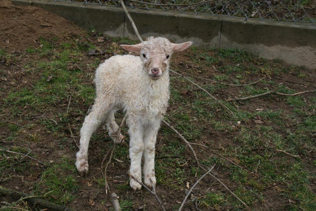 Pilisborosjenő Malomdulo Farmhazゲストハウス エクステリア 写真