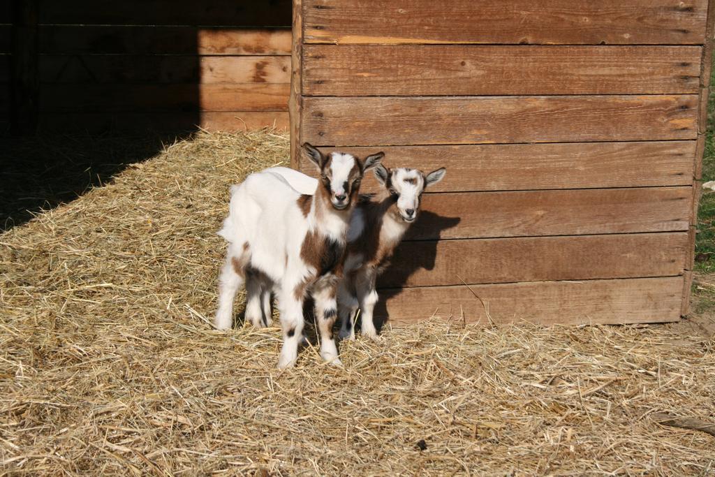 Pilisborosjenő Malomdulo Farmhazゲストハウス エクステリア 写真