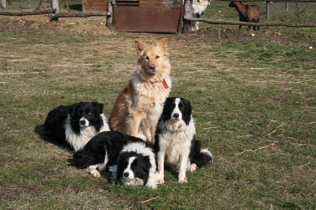 Pilisborosjenő Malomdulo Farmhazゲストハウス エクステリア 写真