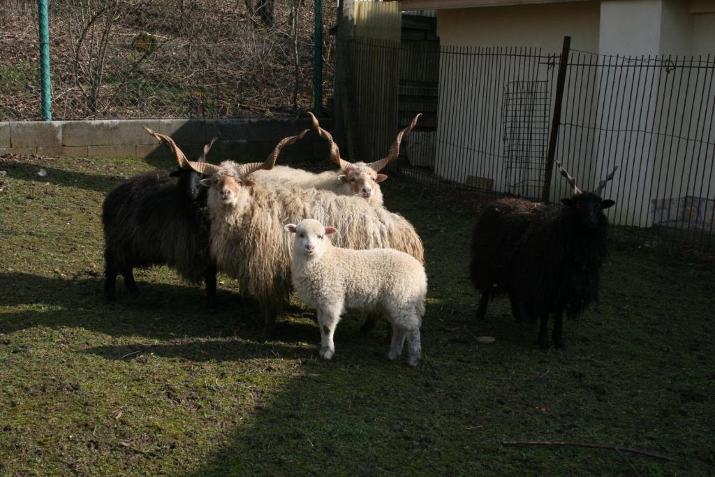 Pilisborosjenő Malomdulo Farmhazゲストハウス エクステリア 写真
